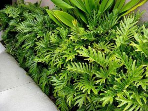 Top 10 Low Maintenance Plants Kyora Landscapes Blog
