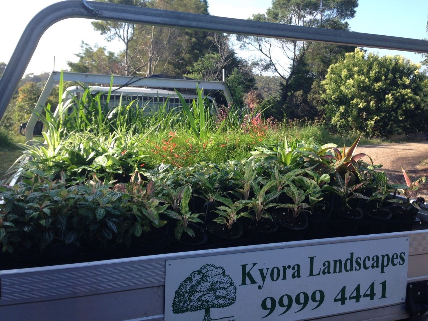 Top 10 Low Maintenance Plants Kyora Landscapes Blog