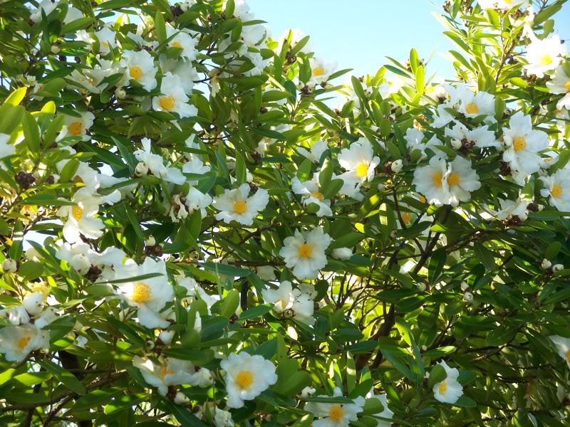 fried egg flower tree