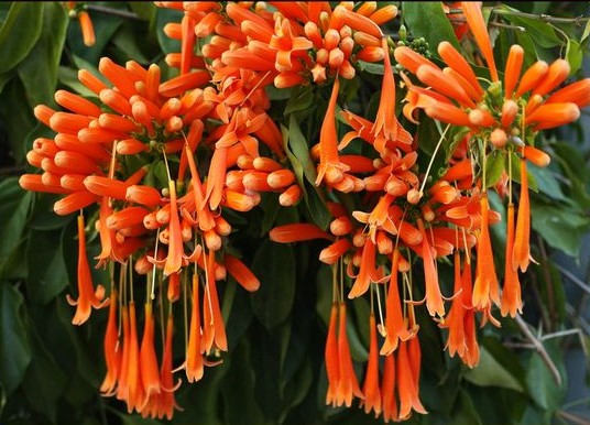 Orange Trumpet Creeper (Pyrostegia venusta)2 - Kyora Landscapes