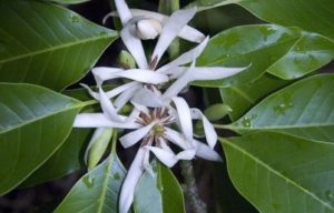 Michelia alba - White champaca