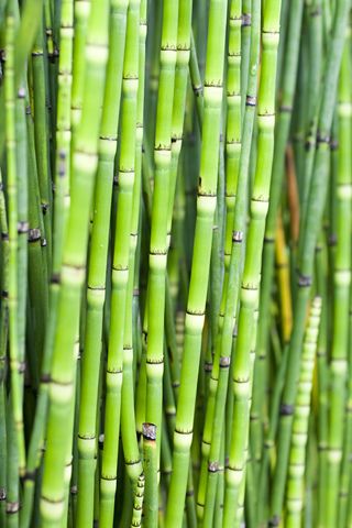 TOP BAMBOO TYPES | BLOG | KYORA LANDSCAPES